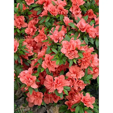 Pflanzen für dich  Japanische Azalee 15-20 cm