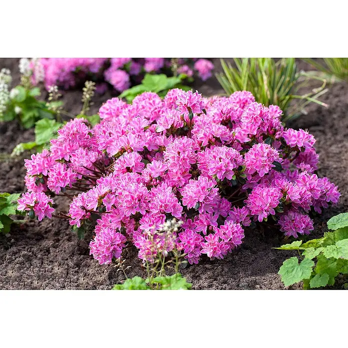 Pflanzen für dich Japanische Azalee 25-30 cm - Rhododendron obtusum 'Kermesina Rose', Rosa - Leuchtend pinke Blüten in einem dichten Busch, gepflanzt in dunkler Gartenerde.