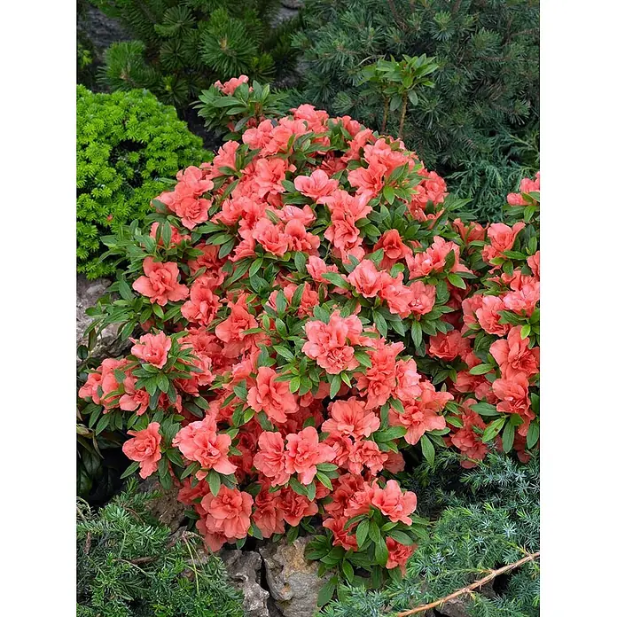 Pflanzen für dich Japanische Azalee 20-25 cm - Rhododendron obtusum 'Cherie', Rot - Lebhaft korallenrosa Azaleen in voller Blüte, eingebettet zwischen grünen Nadelbäumen und Felsen.