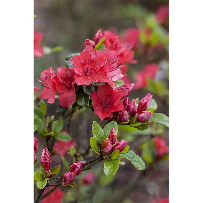 Pflanzen für dich Japanische Azalee 20-25 cm - Rhododendron obtusum 'Fairy Dreams Majas Rubin', Rot - Lebhaft rote Azaleenblüten und Knospen an einem Zweig, bedeckt mit kleinen Wassertropfen.