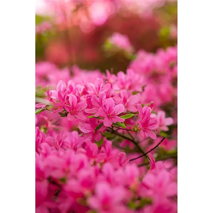 Pflanzen für dich Japanische Azalee 20-25 cm - Rhododendron obtusum 'Hinomayo', Rosa - Lebendige rosa Blüten mit grünen Blättern in voller Blüte, teils unscharf.