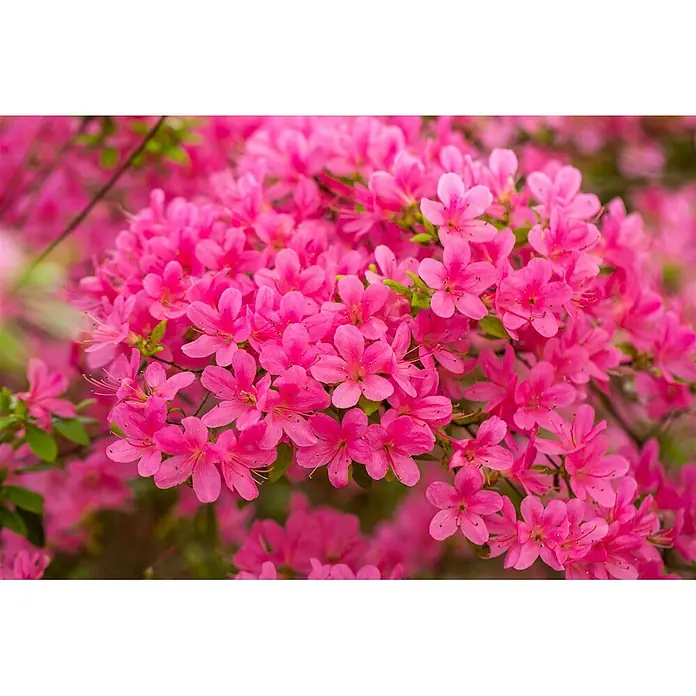 Pflanzen für dich Japanische Azalee 20-25 cm - Rhododendron obtusum 'Hinomayo', Rosa - Nahaufnahme vieler kleiner, leuchtend pinker Blüten mit zarten Staubblättern, dicht an einem grünen Busch wachsend.