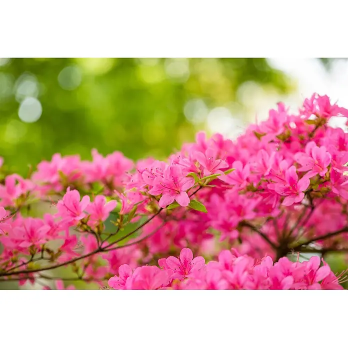 Pflanzen für dich Japanische Azalee 20-25 cm - Rhododendron obtusum 'Hinomayo', Rosa - Viele leuchtend pinke Blüten mit grünen Blättern in voller Blüte.
