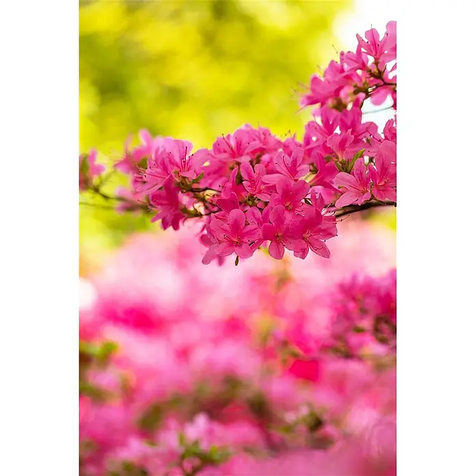 Pflanzen für dich Japanische Azalee 20-25 cm - Rhododendron obtusum 'Hinomayo', Rosa - Lebhaft pinkfarbene Azaleenblüten im Vordergrund mit weichem, verschwommenem grünem und pinkfarbenem Hintergrund.