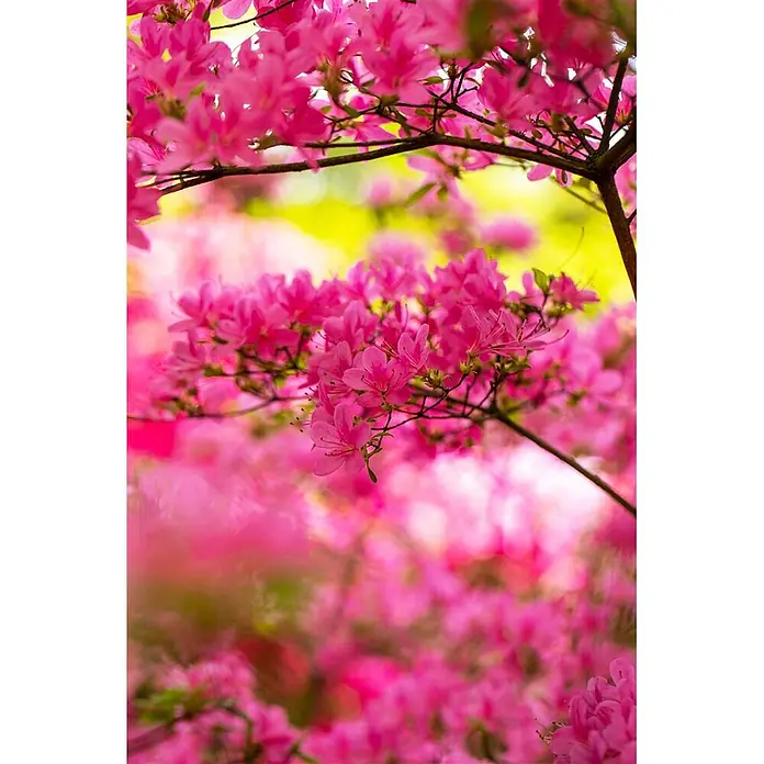 Pflanzen für dich Japanische Azalee 20-25 cm - Rhododendron obtusum 'Hinomayo', Rosa - Üppige Zweige bedeckt mit leuchtend rosa Blüten, mit einem weich verschwommenen Hintergrund aus weiteren rosa und gelben Blüten.