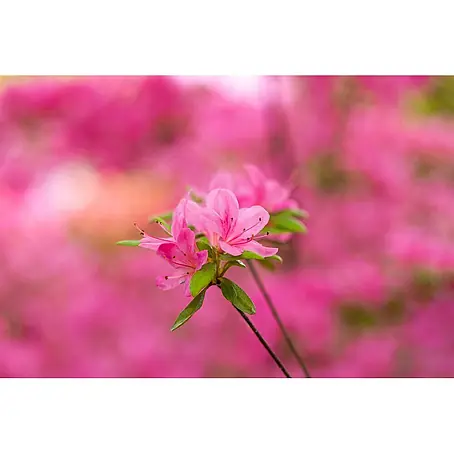 Pflanzen für dich  Japanische Azalee 20-25 cm
