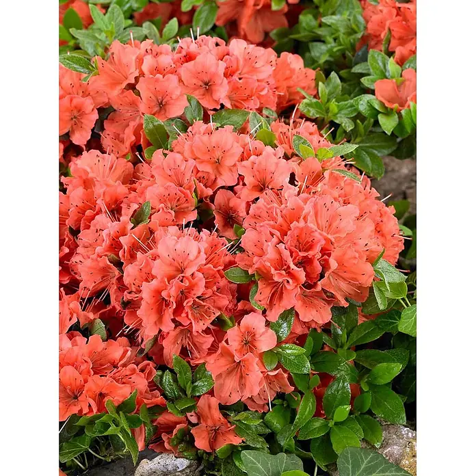 Pflanzen für dich Japanische Azalee 15-20 cm - Rhododendron obtusum 'Geisha Orange', Orange - Reichliche korallenfarbene Azaleenblüten.