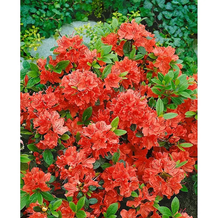 Pflanzen für dich Japanische Azalee 15-20 cm - Rhododendron obtusum 'Geisha Orange', Orange - Lebhafter korallenroter Azaleenbusch in voller Blüte mit grünem Laub.