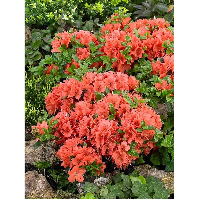 Pflanzen für dich Japanische Azalee 15-20 cm - Rhododendron obtusum 'Geisha Orange', Orange - Strauch mit leuchtend korallenroten Azaleen und grünen Blättern, blühend im Garten.