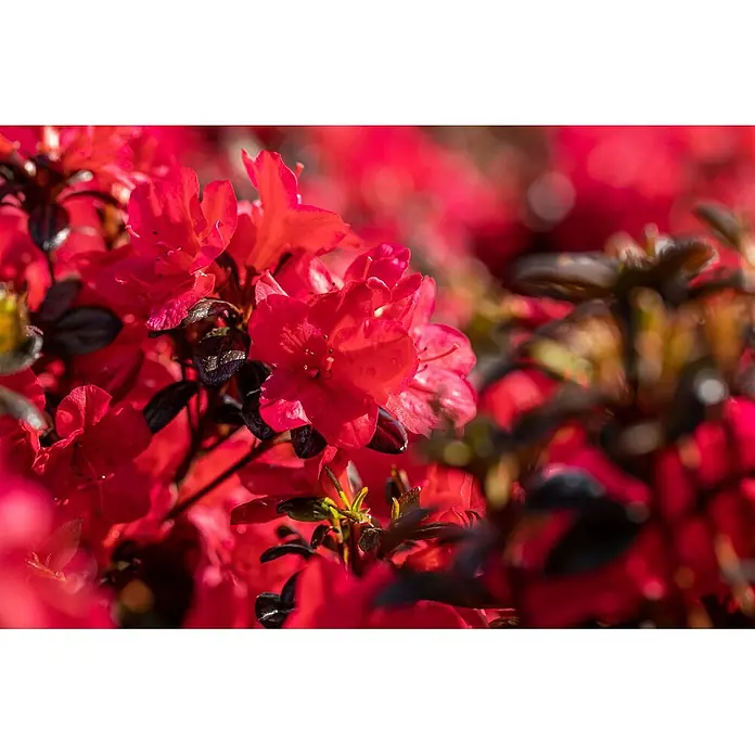 Pflanzen für dich Japanische Azalee 30-40 cm - Rhododendron obtusum 'Maruschka', Rot - Leuchtend rote Azaleenblüten mit dunklen, glänzenden Blättern, hell beleuchtet in natürlicher Umgebung.
