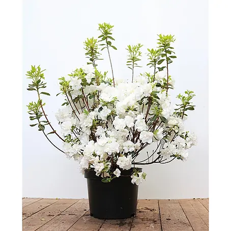 Pflanzen für dich  Japanische Azalee 40-50 cm