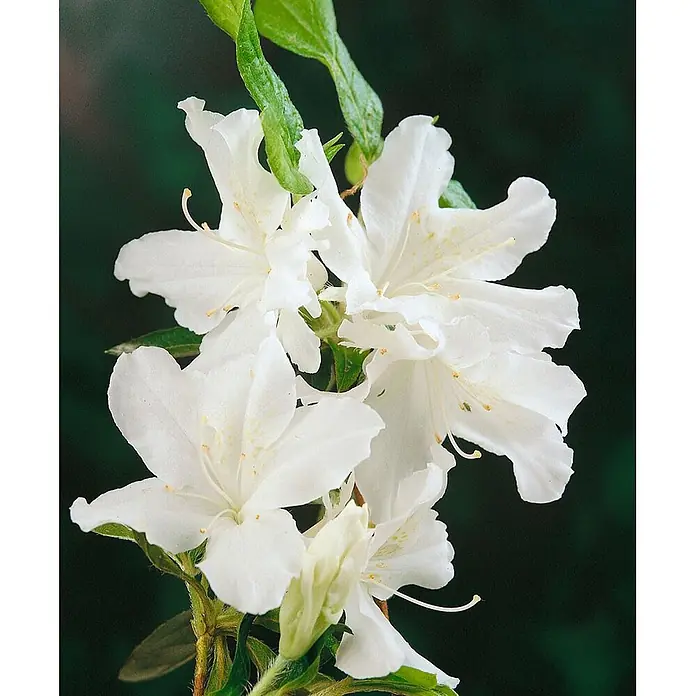 Pflanzen für dich Japanische Azalee 20-25 cm - Rhododendron obtusum 'Adonis', Rot - Gruppe zarter weißer Azaleenblüten mit sichtbaren Staubgefäßen und grünen Blättern.