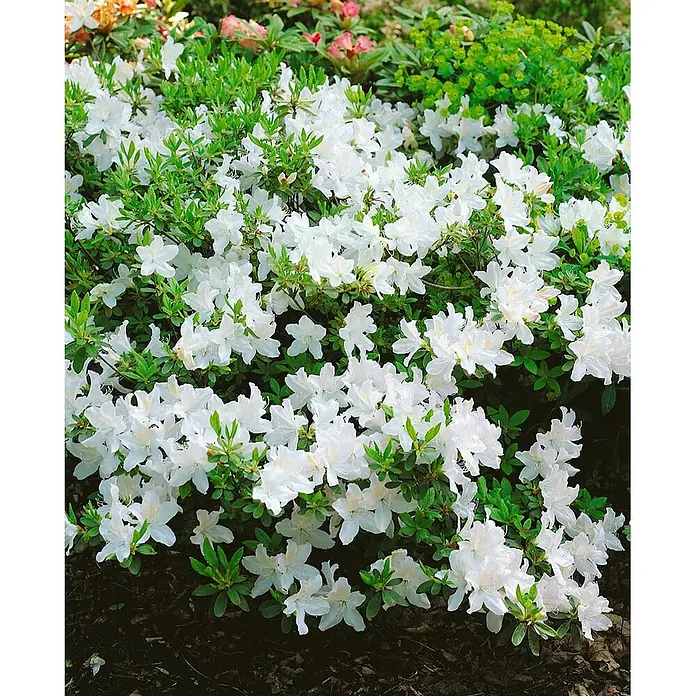 Pflanzen für dich Japanische Azalee 20-25 cm - Rhododendron obtusum 'Adonis', Rot - Ein lebendiger Busch weißer Azaleen in voller Blüte, mit vielen zarten weißen Blüten und üppigen grünen Blättern.