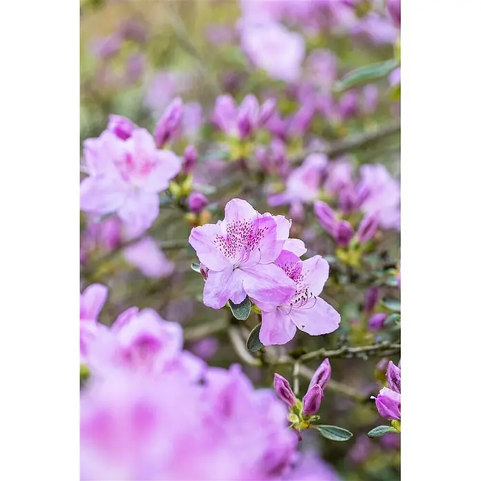 Pflanzen für dich Japanische Azalee 15-20 cm - Rhododendron obtusum 'Ledikanense', Lila - Nahaufnahme von leuchtend hellvioletten Blüten mit gesprenkelten Blütenblättern, die in einem unscharfen Garten blühen.