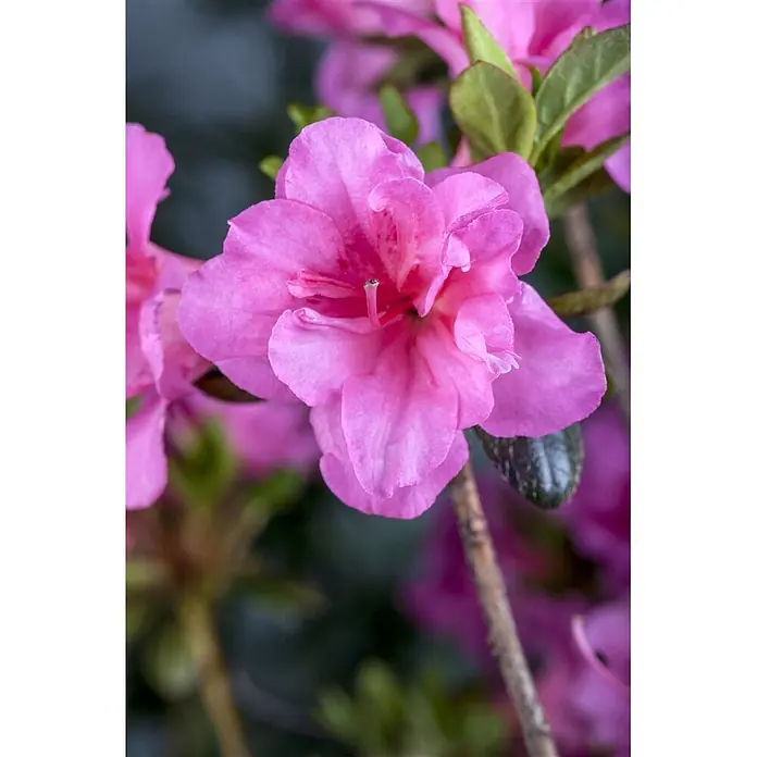 Pflanzen für dich Japanische Azalee 30-40 cm - Rhododendron obtusum 'Babuschka', Rot - Nahaufnahme einer leuchtend rosa Azaleenblüte mit sichtbarem Stempel und Staubblättern, umgeben von unscharfen grünen Blättern.
