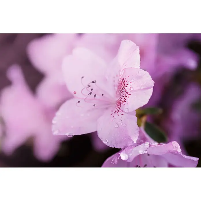 Pflanzen für dich Japanische Azalee 15-20 cm - Rhododendron obtusum 'Ledikanense', Lila - Nahaufnahme einer hellrosa Blüte mit dunkleren rosa Sprenkeln, sichtbaren Staubgefäßen und Wassertropfen.