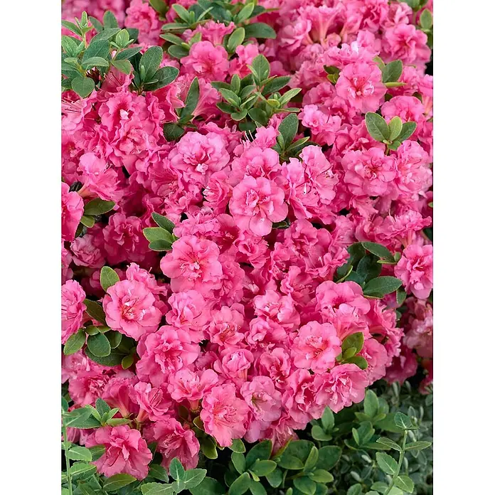 Pflanzen für dich Japanische Azalee 30-40 cm - Rhododendron obtusum 'Babuschka', Rot - Leuchtend pinkfarbene Azalee in voller Blüte, mit zahlreichen gefüllten Blüten und grünen Blättern.