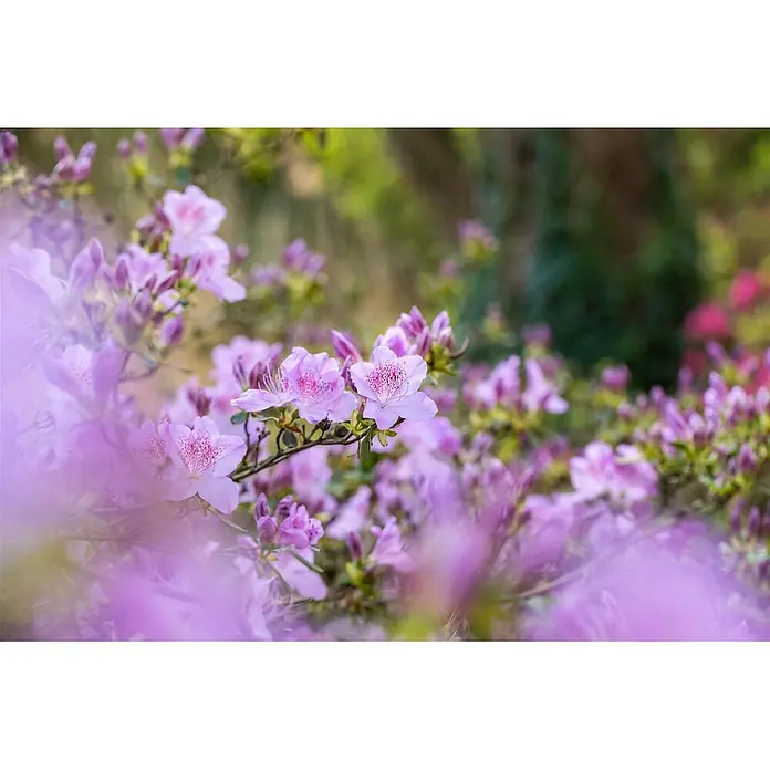 Pflanzen für dich Japanische Azalee 15-20 cm - Rhododendron obtusum 'Ledikanense', Lila - Nahaufnahme von leuchtend rosa und lila Blüten mit gesprenkelten Blütenblättern.