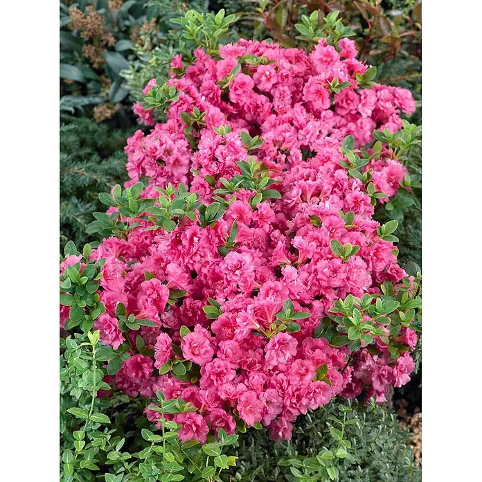 Pflanzen für dich Japanische Azalee 30-40 cm - Rhododendron obtusum 'Babuschka', Rot - Strahlend pinker Azaleenbusch in voller Blüte mit vielen leuchtenden Blüten und grünem Laub, ideal für die Gartengestaltung.