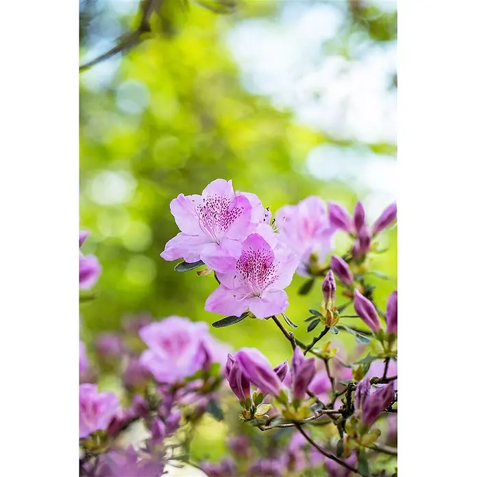 Pflanzen für dich Japanische Azalee 15-20 cm - Rhododendron obtusum 'Ledikanense', Lila - Nahaufnahme leuchtend pink-violetter Azaleenblüten, zwei davon voll aufgeblüht mit gesprenkelten Blütenblättern und mehreren Knospen.