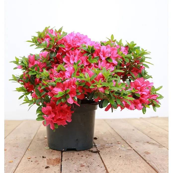 Pflanzen für dich Japanische Azalee 20-25 cm - Rhododendron obtusum 'Kermesina', Rot - Eine lebendige Azaleenpflanze mit zahlreichen rosa Blüten und grünen Blättern in einem dunklen Topf.