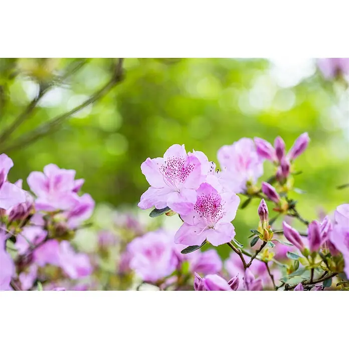 Pflanzen für dich Japanische Azalee 15-20 cm - Rhododendron obtusum 'Ledikanense', Lila - Rosa Azaleenblüten mit gesprenkelten Zentren und grünem Laub.