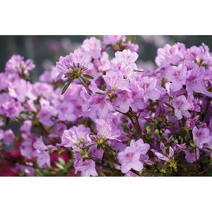 Pflanzen für dich Japanische Azalee 15-20 cm - Rhododendron obtusum 'Ledikanense', Lila - Leuchtend violette Blüten mit gesprenkelten Zentren und frischen Wassertropfen.