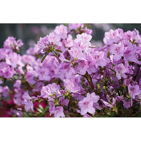 Pflanzen für dich  Japanische Azalee 20-25 cm