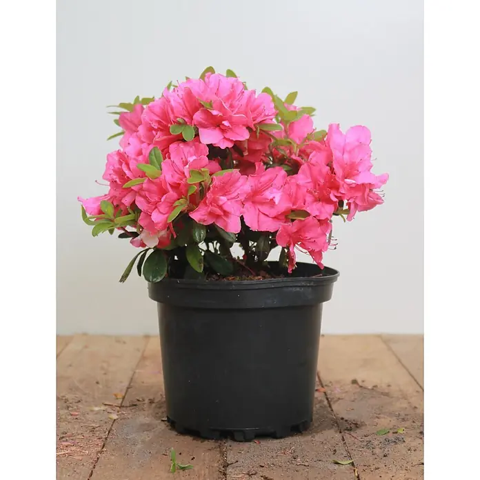 Pflanzen für dich Japanische Azalee 20-25 cm - Rhododendron obtusum 'Melina', Rot - Lebhaft rosa Azaleenpflanze mit grünen Blättern in einem schwarzen Plastiktopf.