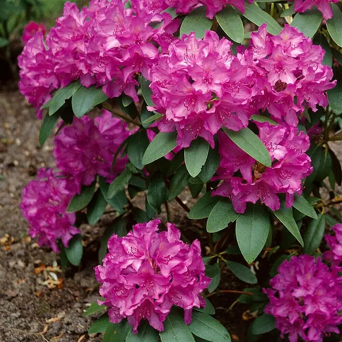 Pflanzen für dich Japanische Azalee 20-25 cm - Rhododendron obtusum 'Sabina', Rosa - Leuchtend pinke Rhododendronblüten an einem Strauch mit grünen Blättern.