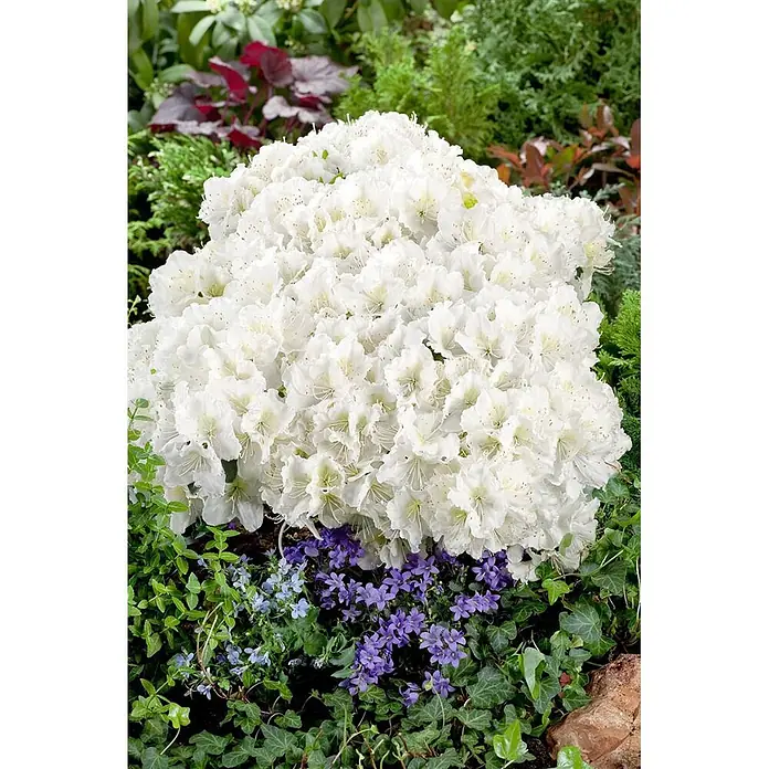 Pflanzen für dich Japanische Azalee 20-25 cm - Rhododendron obtusum 'Maischnee', Weiß - Dichter weiß blühender Strauch mit blauen und violetten Blüten am Fuß in einem üppigen Garten.