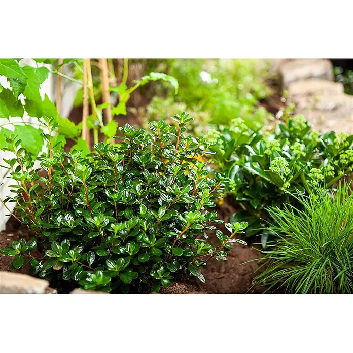 Pflanzen für dich Japanische Azalee 25-30 cm - Rhododendron obtusum 'Gislinde', Rosa - Eine kleine, buschige grüne Pflanze mit glänzenden Blättern und rötlichen Stielen, wachsend in einem Gartenbeet.