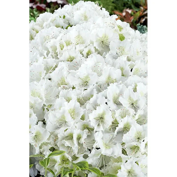 Pflanzen für dich Japanische Azalee 20-25 cm - Rhododendron obtusum 'Maischnee', Weiß - Dichter Blütenstand weißer Blumen mit hellgrünen Zentren und zarten braunen Staubblättern.