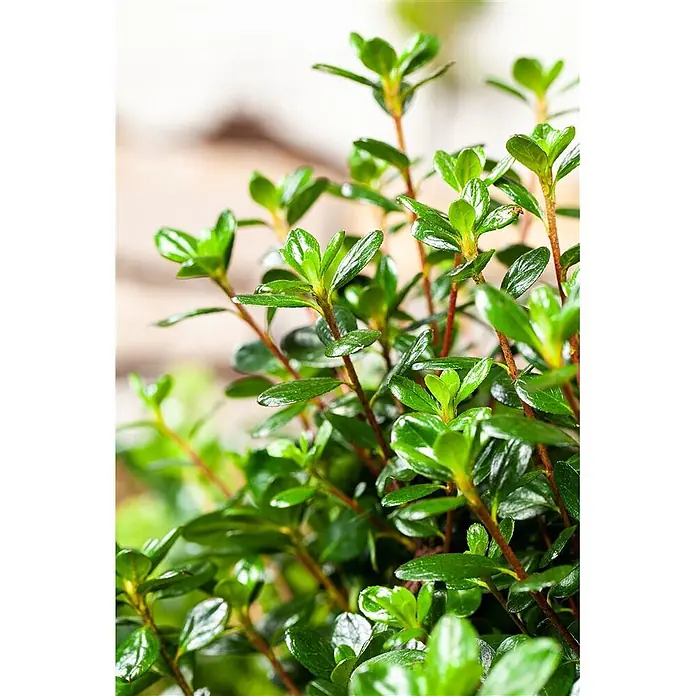 Pflanzen für dich Japanische Azalee 25-30 cm - Rhododendron obtusum 'Gislinde', Rosa - Eine üppige, kleine Pflanze mit glänzenden, leuchtend grünen Blättern und rötlich-braunen Stängeln.