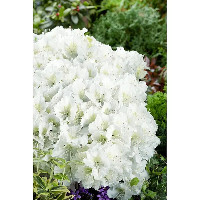 Pflanzen für dich Japanische Azalee 20-25 cm - Rhododendron obtusum 'Maischnee', Weiß - Ein lebendiger Busch weißer Rhododendronblüten mit zarten grünen Zentren.