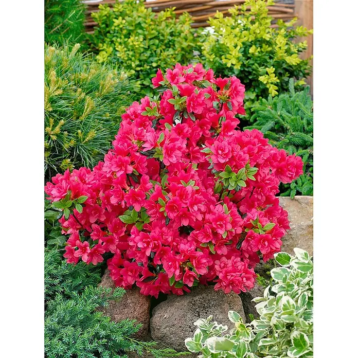 Pflanzen für dich Japanische Azalee 25-30 cm - Rhododendron obtusum 'Gislinde', Rosa - Leuchtend pinkfarbener Azaleenstrauch in voller Blüte, eingebettet zwischen Steinen und Gartengrün.