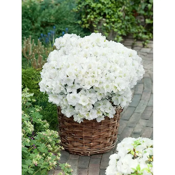 Pflanzen für dich Japanische Azalee 20-25 cm - Rhododendron obtusum 'Maischnee', Weiß - Weiße Azaleenblüten quellen aus einem rustikalen Weidenkorb, draußen auf einer gepflasterten Terrasse.