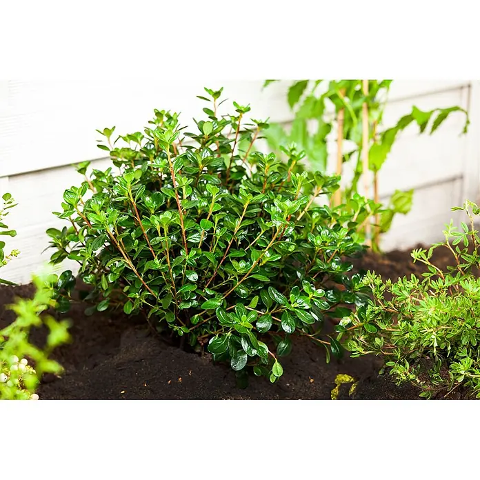 Pflanzen für dich Japanische Azalee 25-30 cm - Rhododendron obtusum 'Gislinde', Rosa - Üppiger grüner Strauch mit glänzenden Blättern und rötlichen Stielen in dunkler Erde neben einem weißen Zaun.