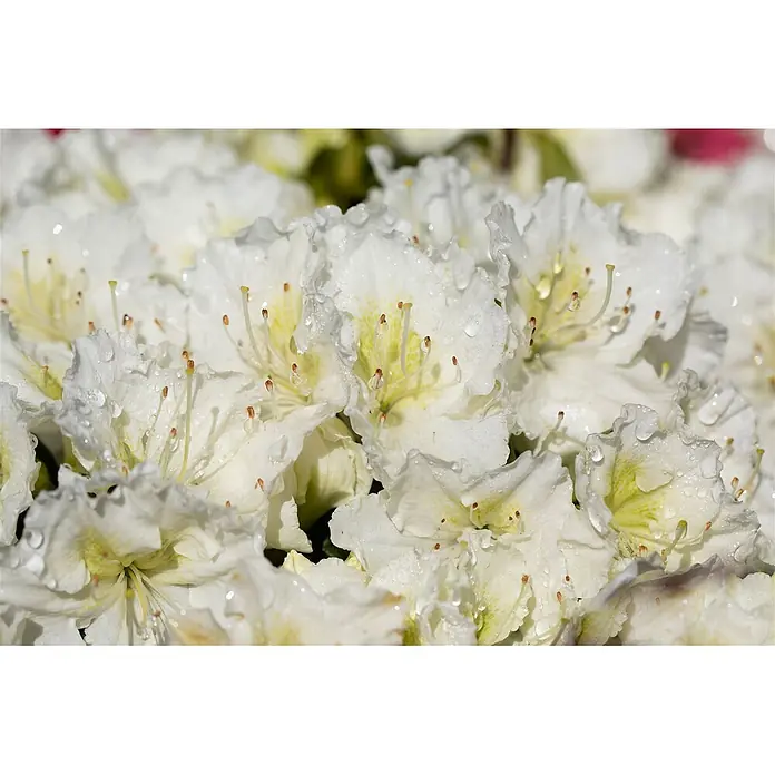 Pflanzen für dich Japanische Azalee 20-25 cm - Rhododendron obtusum 'Maischnee', Weiß - Nahaufnahme vieler weißer Blüten mit gelben Zentren und Staubgefäßen, bedeckt mit glitzernden Wassertropfen.