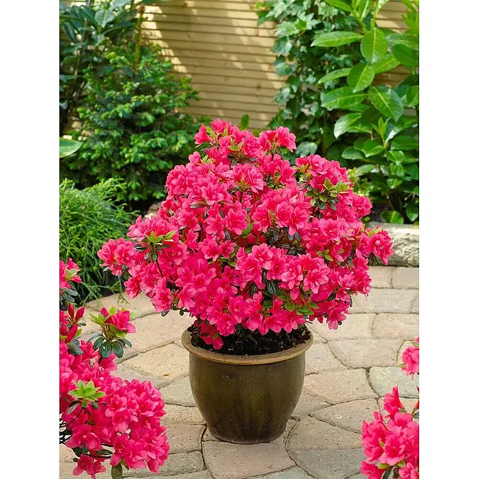 Pflanzen für dich Japanische Azalee 25-30 cm - Rhododendron obtusum 'Gislinde', Rosa - Blühende pinkfarbene Azalee in einem dunkelbraunen Topf auf hellen Pflastersteinen im Garten.