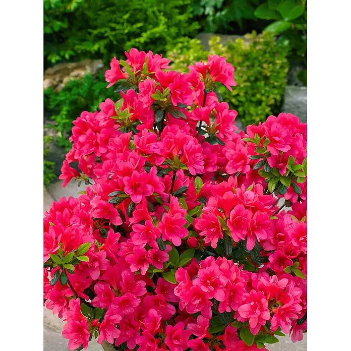 Pflanzen für dich Japanische Azalee 25-30 cm - Rhododendron obtusum 'Gislinde', Rosa - Ein leuchtender Busch mit fuchsienfarbenen Blüten und grünen Blättern.