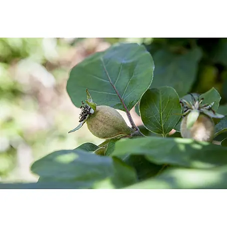 Pflanzen für dich  Obstbaum 150-200 cm