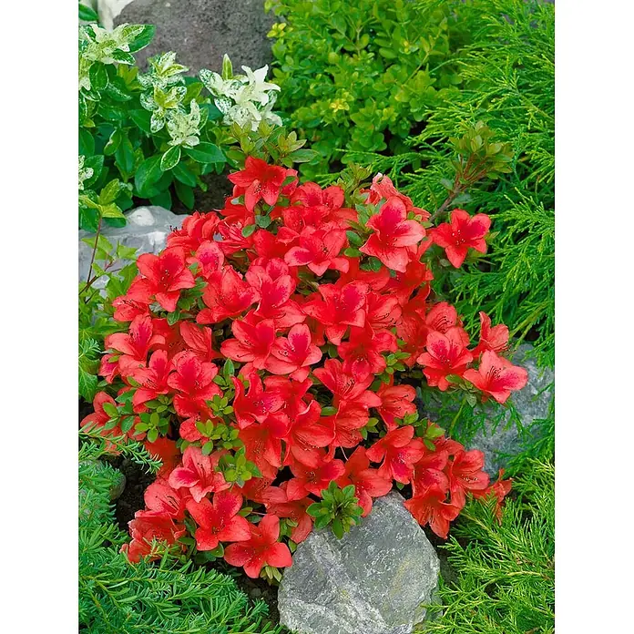 Pflanzen für dich Japanische Azalee 30-40 cm - Rhododendron obtusum 'Johanna', Rot - Leuchtend rote Blütenpflanze mit grünen Blättern, üppig blühend in einer Gartenumgebung.