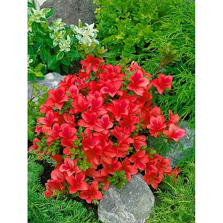 Pflanzen für dich  Japanische Azalee 20-25 cm