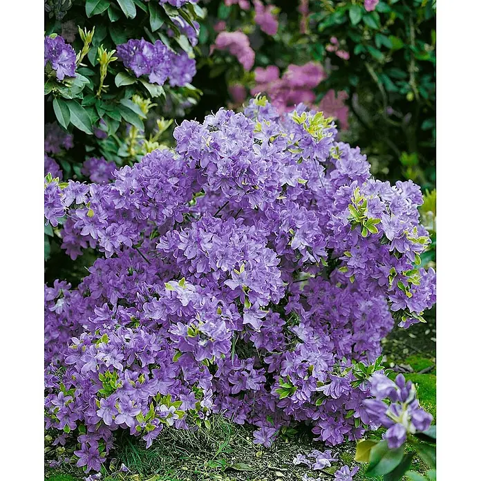 Pflanzen für dich Japanische Azalee 20-25 cm - Rhododendron obtusum 'Blue Danube', Violett - Ein großer Busch lebhaft violetter Blüten mit grünen Blättern, der in einem Garten blüht.