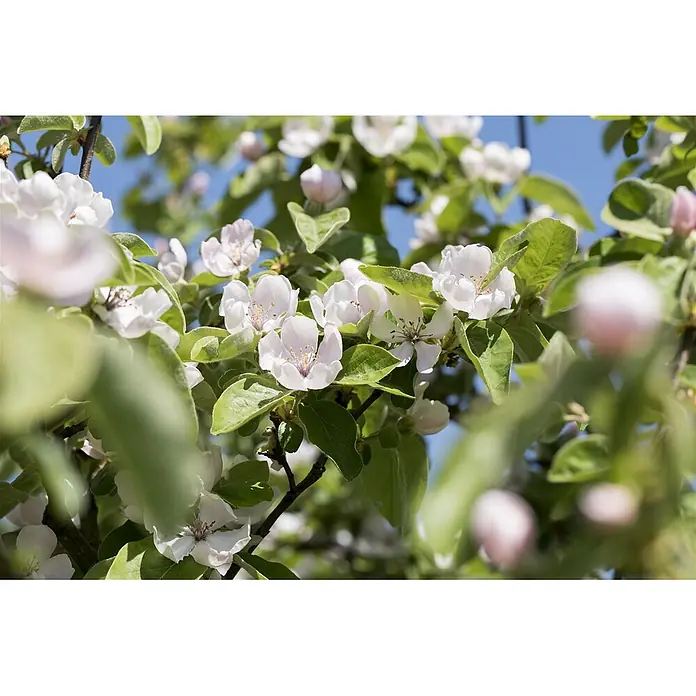 Pflanzen für dich Obstbaum 150-200 cm - Cydonia oblonga 'Konstantinop.Apfelquitte' - Weiße und hellrosa Quittenblüten blühen an einem Zweig mit grünen Blättern.