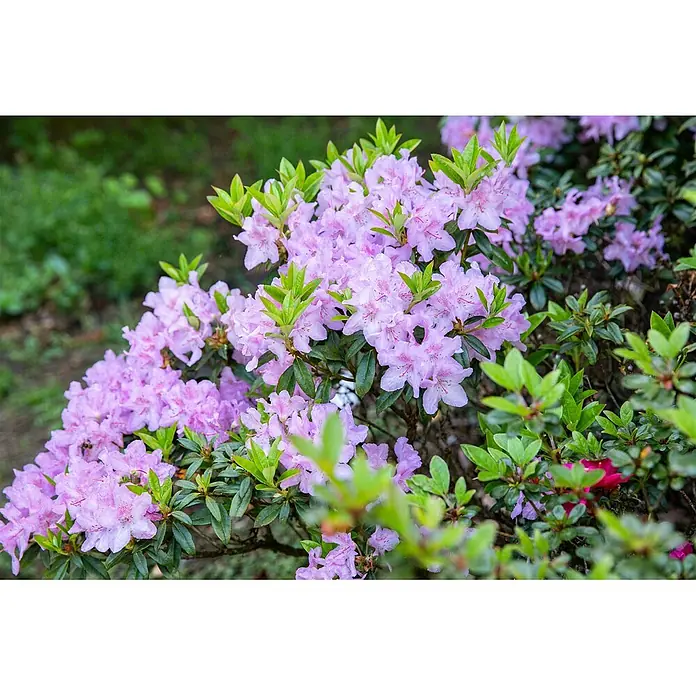 Pflanzen für dich Japanische Azalee 20-25 cm - Rhododendron obtusum 'Blue Danube', Violett - Blühender Strauch mit hellvioletten Blüten und grünen Blättern.