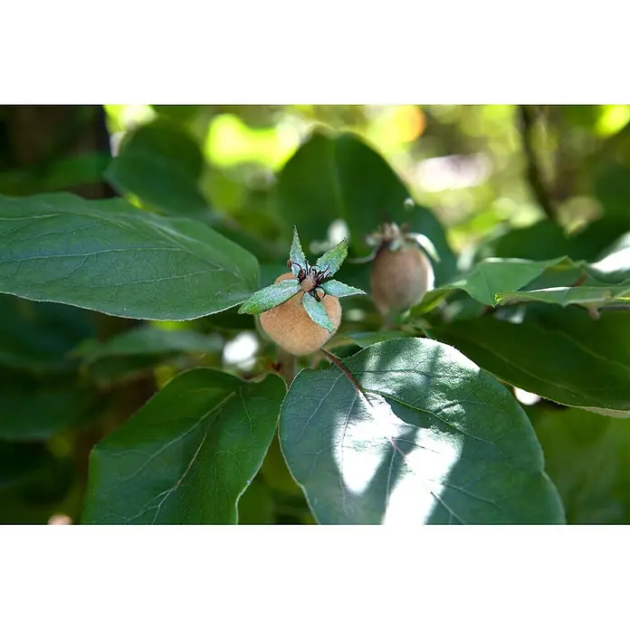 Pflanzen für dich Obstbaum 150-200 cm - Cydonia oblonga 'Konstantinop.Apfelquitte' - Zwei kleine, pelzige, hellbraune Früchte mit sternförmigen grünen Enden wachsen an einem Ast mit grünen Blättern.
