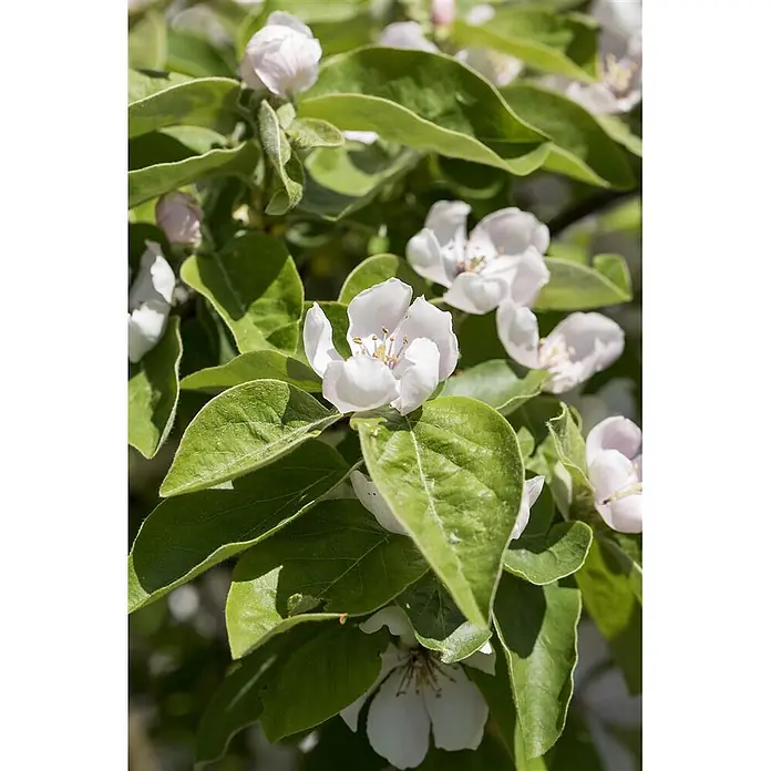 Pflanzen für dich Obstbaum 150-200 cm - Cydonia oblonga 'Konstantinop.Apfelquitte' - Weiße und hellrosa Quittenblüten mit gelben Staubgefäßen blühen inmitten grüner Blätter an einem sonnigen Tag.