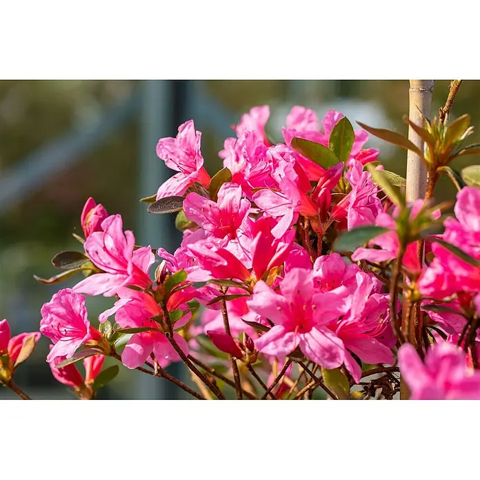Pflanzen für dich Japanische Azalee 30-40 cm - Rhododendron obtusum 'Madame Albert v.Hecke', Weiß - Nahaufnahme leuchtend pinker Blüten mit grünen Blättern an braunen Stielen.